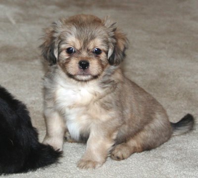 Dexter 7 weeks