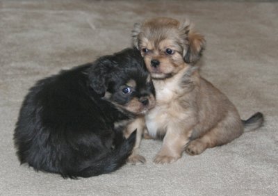 Charlie & Dexter 7 weeks