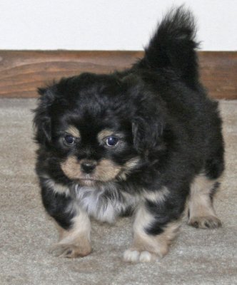 Charlie 7 weeks
