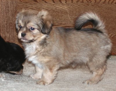 Dexter 7 weeks