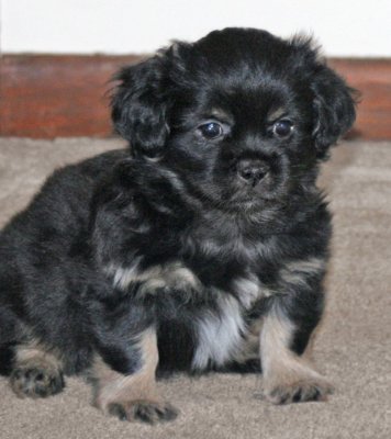 Ike 7 weeks