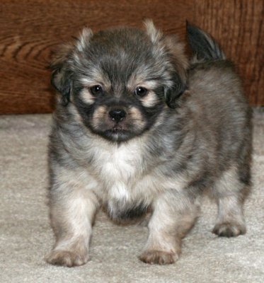 Molly 7 weeks