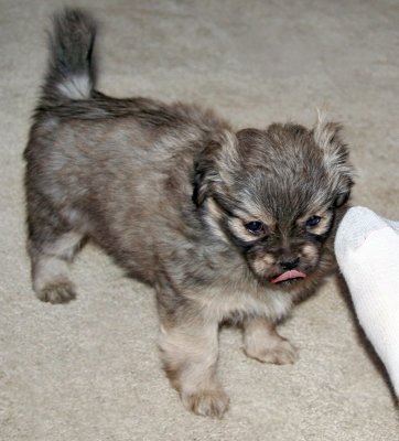 Molly 7 weeks