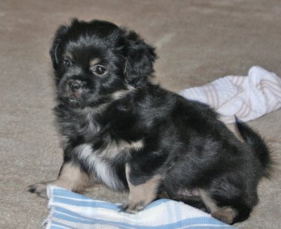 Ike 7 weeks