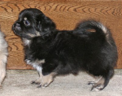 Ike 7 weeks