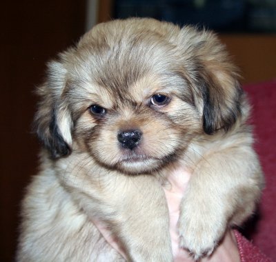 Dexter 7 weeks