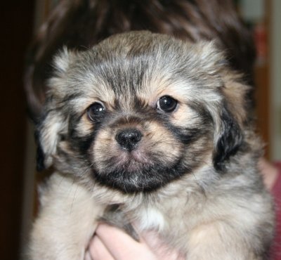 Molly 7 weeks