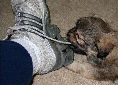 Molly 7 weeks
