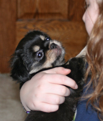 Serendipity 8 weeks