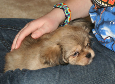 Dexter 8 weeks