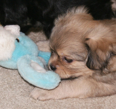 Dexter 8 weeks