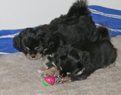 Charlie and Serendipity 8 weeks