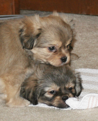 Dexter and Molly 8 weeks