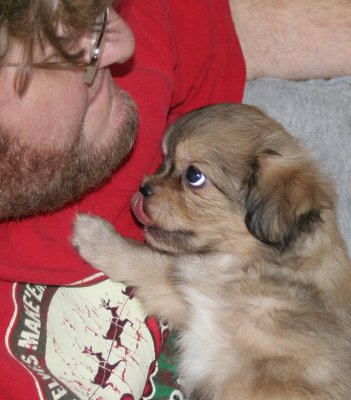 Dexter 8 weeks
