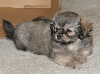 Molly 8 weeks