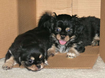 Serendipity and Charlie 8 weeks