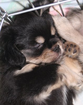 Sleepy Serendipity