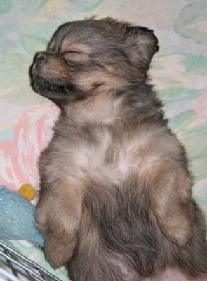Sleepy Molly