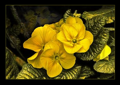 Primrose
