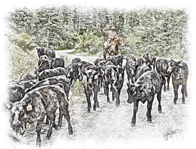 Cattle Drive 1