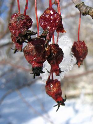 IMG_4973s.jpg