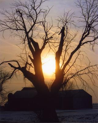 tree-sun.jpg