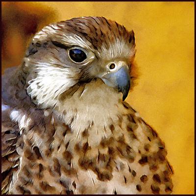 Ken's Hawk