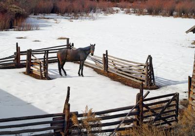 Winter Corral