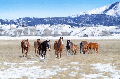 Colorado Horses
