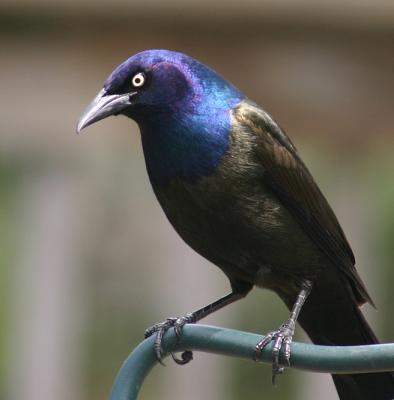 Thoughtful Grackle