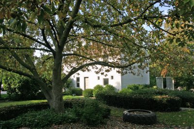 Carriage House and Chestnut Tree