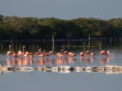 Caribean Flamingo