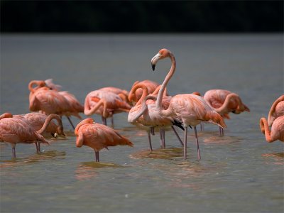 Caribean Flamingo