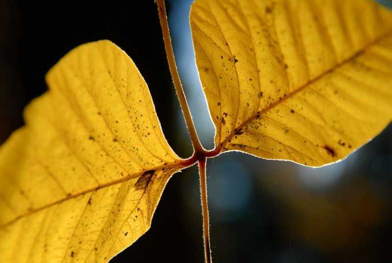 Golden Splendor