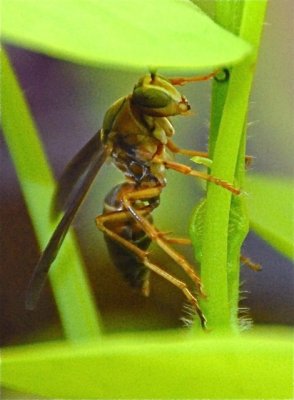 Wasp Eating Potato Vine