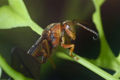 Wasp 3.jpg