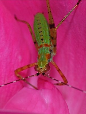 Green on Pink- Insect World.