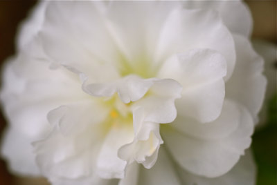 Portulaca Blossom.jpg