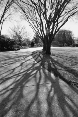 Winter Tree Shadows.jpg