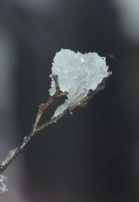 Ice Blossom