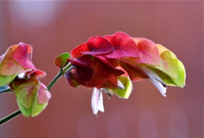 Shrimp Plant