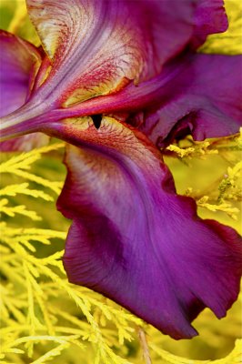 Purple Iris 509.jpg