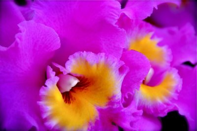 Hawaiian Grown Orchid.jpg