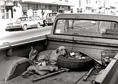 Unlucky Dog