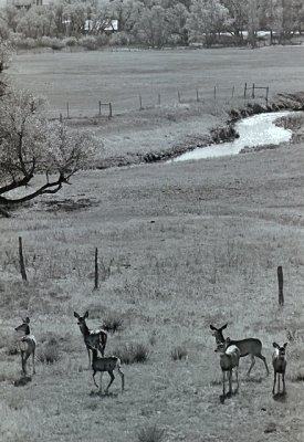 Mule Deer in Wyoming