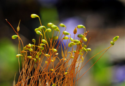 Moss Sprouts One.jpg