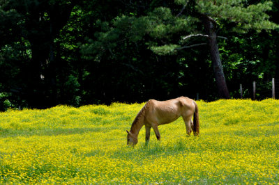 Horse Grazing / Cherokee County, Ga.