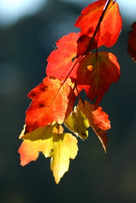 Fall Leaves #1 10/07
