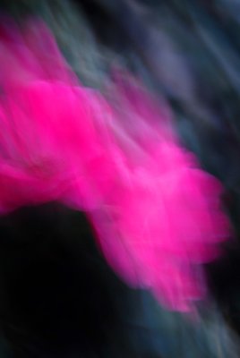 Rose Abstract #2