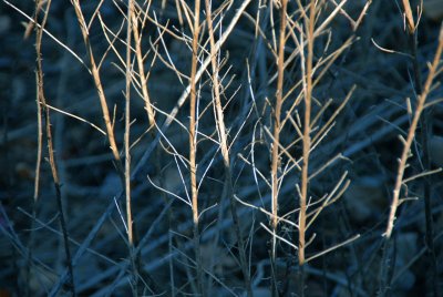 Winter Mantle